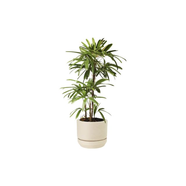 indoor plants 20